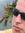 Maciek