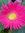 Azizah | 54 comments