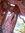 Harsha