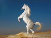 Ahmed