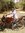 Nitesh