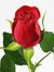 Amal