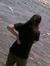 Disha
