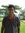 Vijay