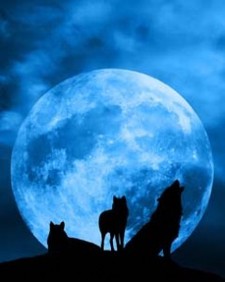 Bluewolf