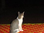 சுரேஷ்குமார்