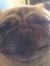 Nellie