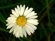 Daisy