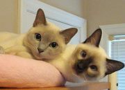 Lisa D - Sassy Cat Chat