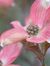 Dogwood