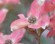 Dogwood