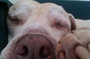 Dolly
