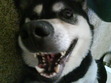 Brian
