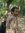 Tahseen