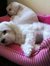 Dajung