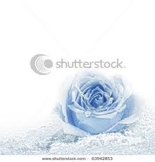 Snowrose