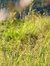 Rumput