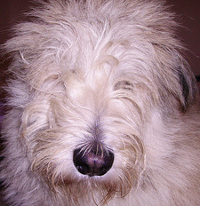 Ingo