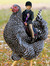 Big Bird