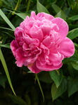 Bryony 