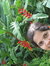 Pavana