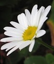 Pratima