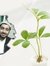 Abbas