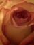 Cys Bronner