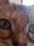 Sylvie
