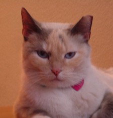 Grace-ann Westergren