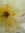 Salwa (silvee) | 1 comments