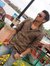Parth