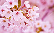 Shiyun