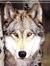 alfawolf1