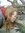 Allison