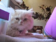 Renee