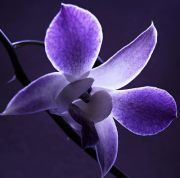 מונאַוואַר