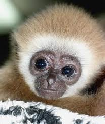 Goodreads profile picture for @monkeys