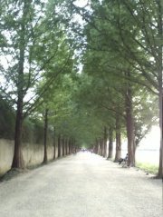 Thanh
