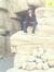 Alaa