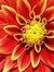 Dahlia