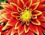 Dahlia
