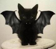 Salem WitchyPooKitty