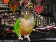 Bob 