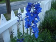 Debrajacobyhotmail.com