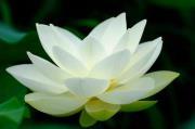 Abeer
