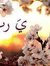 Roaa