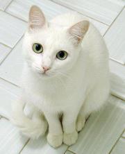 Rinsya