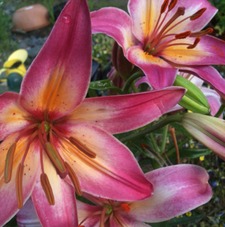 Nancy Williams-fransen