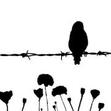redpoppy